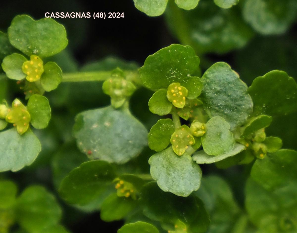 Saxifrage, Opposite-leaved Golden flower